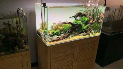 30×60魚缸造景圖片：30×60魚缸造景圖片水草缸造景圖片展示不同類型的造景風格和技巧
