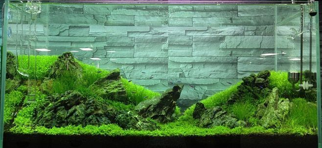 30×60魚缸造景圖片：30×60魚缸造景圖片水草缸造景圖片展示不同類型的造景風格和技巧