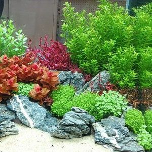 30×60魚缸造景圖片：30×60魚缸造景圖片水草缸造景圖片展示不同類型的造景風格和技巧