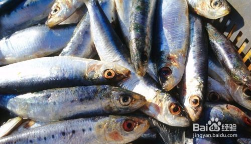 如何養(yǎng)魚新手入門，從零開始的水族世界指南，新手養(yǎng)魚入門指南，從零開始探索水族世界