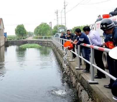 如何養好銀龍魚，全面指南與實用技巧，銀龍魚飼養全攻略，從入門到精通的實用技巧