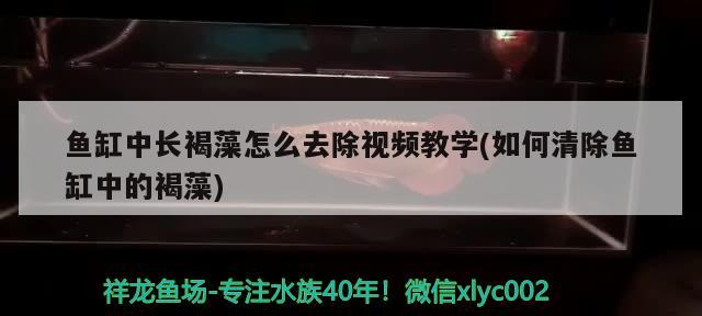 魚缸中長褐藻怎么去除視頻教學(如何清除魚缸中的褐藻) 魚缸中長褐藻怎么去除視頻教學(如何清除魚缸中的褐藻) 金龍魚百科