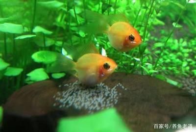 如何消滅螺對魚兒有害的藻，全面指南，高效清除魚缸有害藻類，全面保護魚兒健康的實用指南 如何消滅螺對魚兒有害的藻，全面指南，高效清除魚缸有害藻類，全面保護魚兒健康的實用指南 龍魚百科 第3張