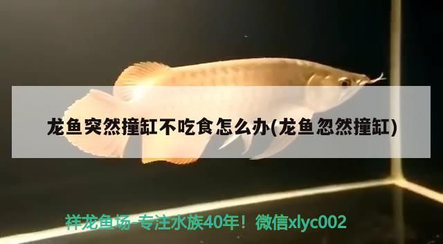 龍魚吃食卡嗓子咋辦vs祥龍魚場：龍魚吃食卡喉嚨怎么辦