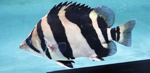 虎魚蒙眼病能自愈嗎：虎魚蒙眼病是否能自愈