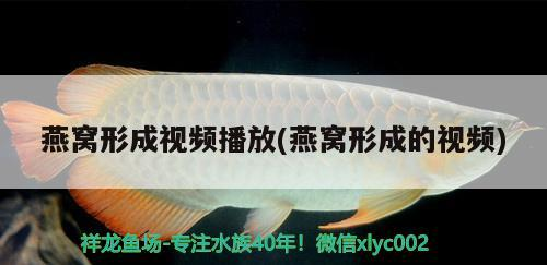 網上哪個平臺魚缸賣的好啊（網上哪個平臺魚缸賣的好啊視頻） 網上哪個平臺魚缸賣的好啊（網上哪個平臺魚缸賣的好啊視頻） 博特水族