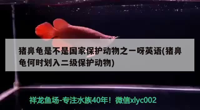 豬鼻龜是不是國家保護動物之一呀英語(豬鼻龜何時劃入二級保護動物)