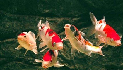 如何利用養魚作布局催旺財運,風水魚缸的奧秘與實用指南,風水魚缸布局指南,巧用養魚催旺財運的奧秘與技巧 龍魚百科 第3張 如何利用養魚作布局催旺財運,風水魚缸的奧秘與實用指南,風水魚缸布局指南,巧用養魚催旺財運的奧秘與技巧 如何利用養魚作布局催旺財運,風水魚缸的奧秘與實用指南,風水魚缸布局指南,巧用養魚催旺財運的奧秘與技巧 龍魚百科 第3張