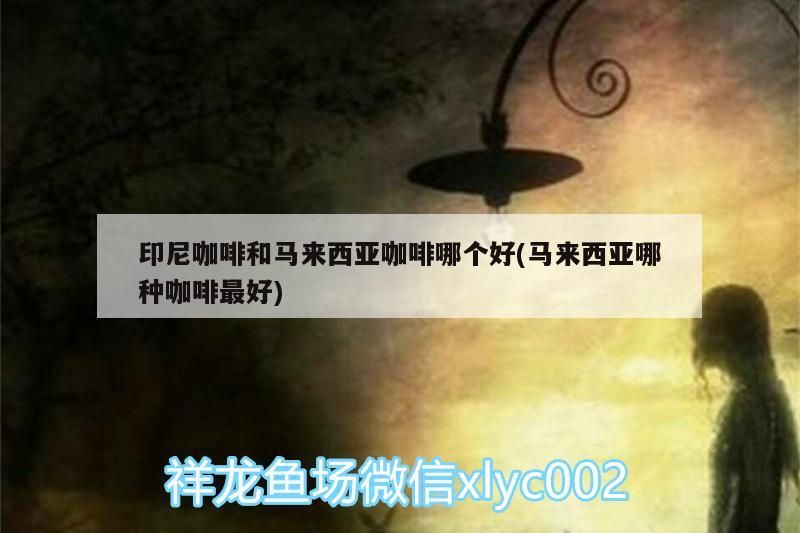 印尼咖啡和馬來西亞咖啡哪個好(馬來西亞哪種咖啡最好) 印尼咖啡和馬來西亞咖啡哪個好(馬來西亞哪種咖啡最好) 馬來西亞咖啡