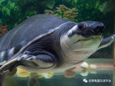 豬鼻龜繁殖視頻播放：豬鼻龜怎么繁殖 豬鼻龜繁殖視頻播放：豬鼻龜怎么繁殖 豬鼻龜百科 第3張