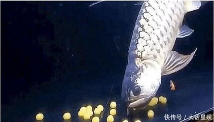 金龍魚尾巴斷了一點不剪可以嗎:金龍魚尾巴斷了一點不剪是可以的,但需要采取一些措施來幫助恢復 金龍魚百科 第3張 金龍魚尾巴斷了一點不剪可以嗎:金龍魚尾巴斷了一點不剪是可以的,但需要采取一些措施來幫助恢復 金龍魚尾巴斷了一點不剪可以嗎:金龍魚尾巴斷了一點不剪是可以的,但需要采取一些措施來幫助恢復 金龍魚百科 第3張