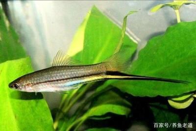 蠑螈認主人的表現，揭秘這種神秘生物的社交行為，蠑螈會認主人嗎？揭秘其社交行為與認主表現