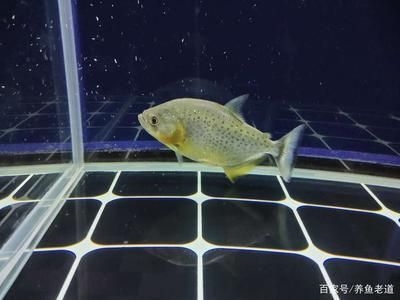 魚缸品牌可麗愛和7s哪個好些（魚缸品牌可麗愛和7s哪個好些呢）