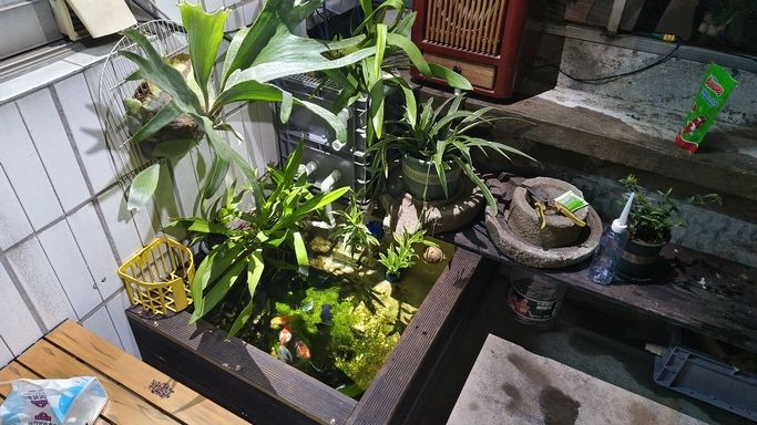 運行2個月的陽臺小魚池