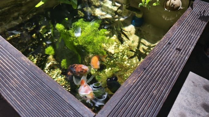 運行2個月的陽臺小魚池