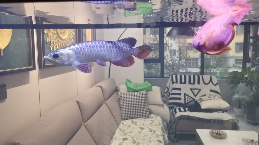 大家給看看這是龍魚嗎？ 大家給看看這是龍魚嗎？ 龍魚論壇