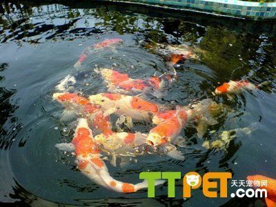 觀賞魚身上長紅點是怎么回事（觀賞魚身上長紅點可能是由多種因素引起的，養魚愛好者來說至關重要） 觀賞魚身上長紅點是怎么回事（觀賞魚身上長紅點可能是由多種因素引起的，養魚愛好者來說至關重要） 老魚匠 第4張