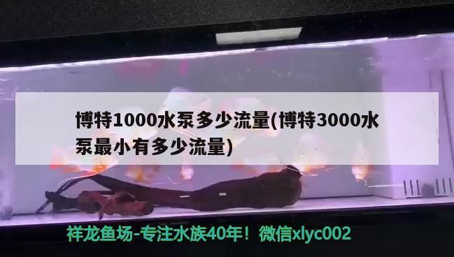 博特1000水泵多少流量(博特3000水泵最小有多少流量) 博特1000水泵多少流量(博特3000水泵最小有多少流量) 博特水族
