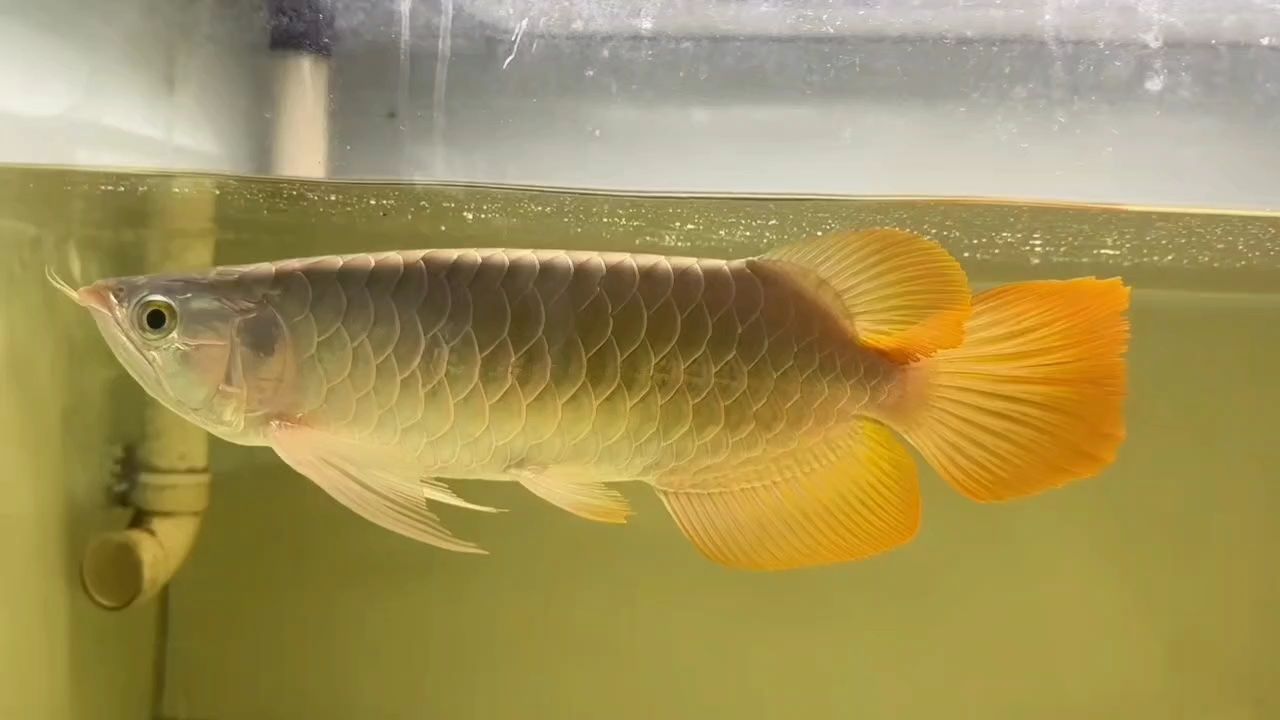 40CM大蝴蝶尾，看上速定。 40CM大蝴蝶尾，看上速定。 龍魚論壇