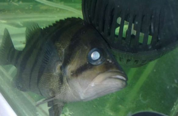 虎魚眼睛腫大怎么辦用什么藥好：虎魚眼睛腫大怎么辦