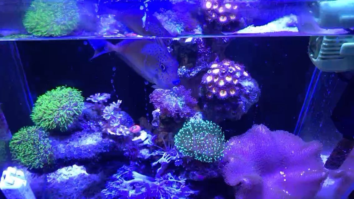 蘇州市吳中區(qū)長橋水森林水族寵物店