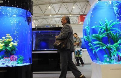 2024年水族展會(huì)時(shí)間：2024年山東國(guó)際寵物水族展覽會(huì)將于5月17-19日舉辦