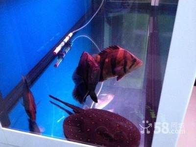 養虎需要多大的缸：養虎魚需要一個尺寸適中、水質良好、溫度適宜的大魚缸