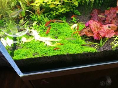 養虎需要多大的缸：養虎魚需要一個尺寸適中、水質良好、溫度適宜的大魚缸