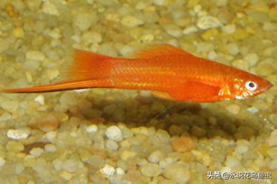 熱帶魚幾度會被凍死？水溫管理的關鍵指南，熱帶魚生存水溫極限，幾度會凍死及科學管理指南 熱帶魚幾度會被凍死？水溫管理的關鍵指南，熱帶魚生存水溫極限，幾度會凍死及科學管理指南 龍魚百科 第2張