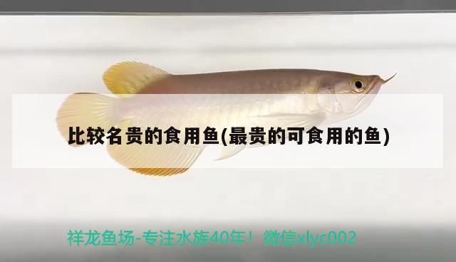 比較名貴的食用魚(最貴的可食用的魚) 比較名貴的食用魚(最貴的可食用的魚) 黃金貓魚百科