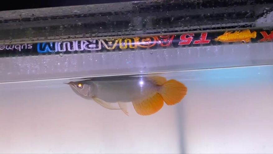29公分圣塔倫大湖紅龍