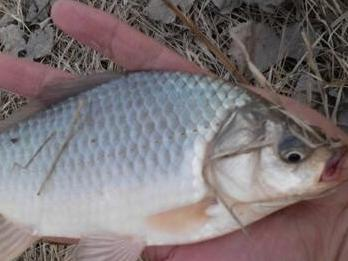 熱帶魚肚子鼓起來怎么回事？原因分析與解決方法，熱帶魚肚子鼓脹的原因及應對措施