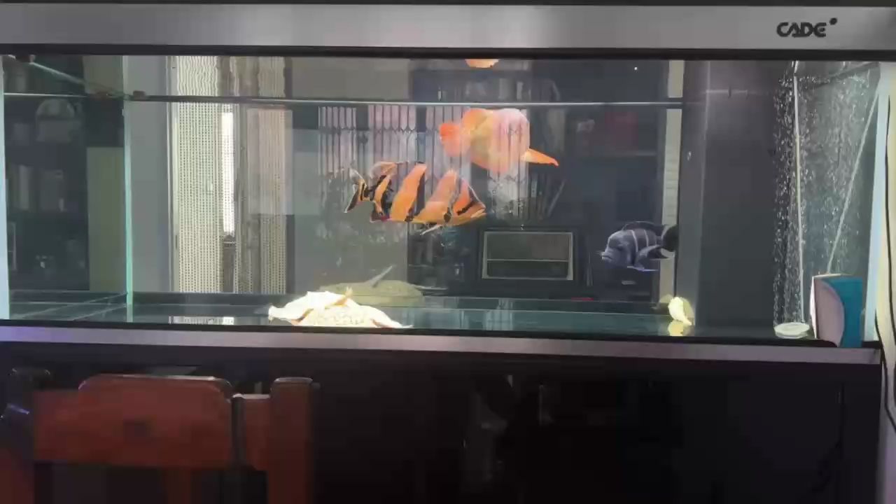 喝茶賞魚時間