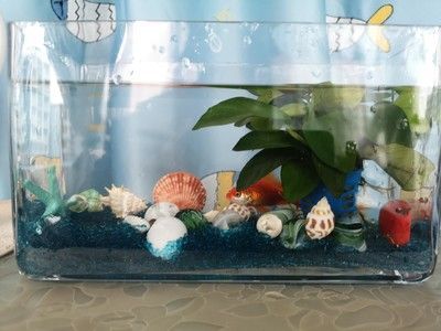90魚缸尺寸的最佳比例：90魚缸最佳尺寸比例并不是固定不變 90魚缸尺寸的最佳比例：90魚缸最佳尺寸比例并不是固定不變 魚缸百科 第4張