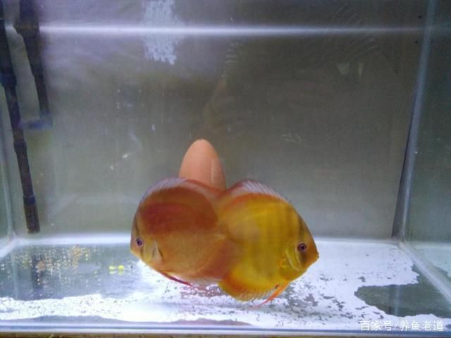 讓魚不死的添加劑，科學(xué)保鮮與生態(tài)平衡的雙贏之道，魚保活添加劑，科學(xué)保鮮技術(shù)與生態(tài)可持續(xù)的完美結(jié)合 讓魚不死的添加劑，科學(xué)保鮮與生態(tài)平衡的雙贏之道，魚保活添加劑，科學(xué)保鮮技術(shù)與生態(tài)可持續(xù)的完美結(jié)合 龍魚百科 第2張