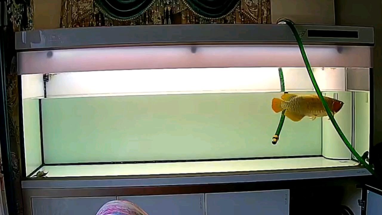 [deyi]母魚發情，騷里騷氣[huaixiao]