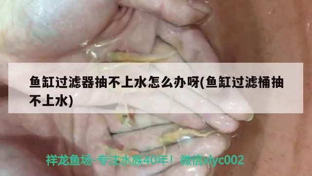 魚缸用增氧泵價格是多少:魚缸增氧機-xtrac增氧機-xtrac增氧機 魚缸過濾器抽不上水怎么辦呀(魚缸過濾桶抽不上水) 金龍魚百科 魚缸過濾器抽不上水怎么辦呀(魚缸過濾桶抽不上水) 魚缸過濾器抽不上水怎么辦呀(魚缸過濾桶抽不上水) 金龍魚百科