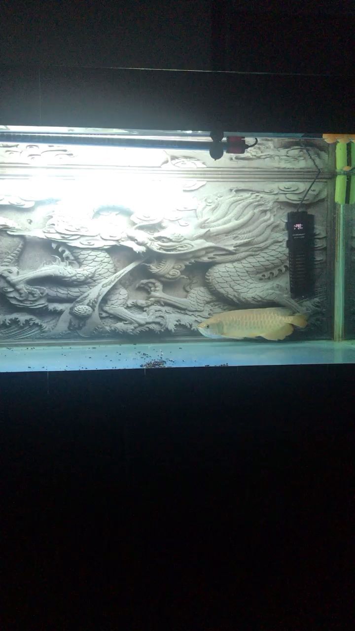 魚缸過濾棉哪種好一點（什么過濾棉效果好）