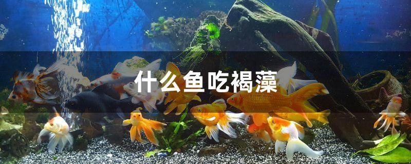 高新區(qū)（新市區(qū)）西環(huán)北路老閆觀賞魚(yú)店