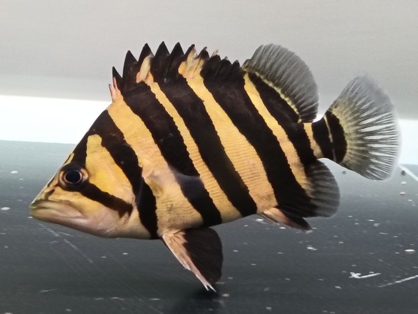 長明不黑的虎魚，才是好虎魚[ciya][ciya][ciya]