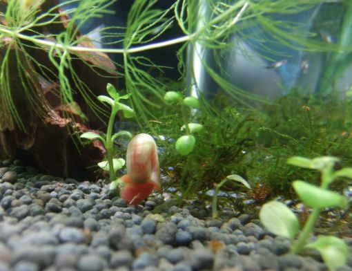 麗江可麗愛魚缸專賣店，打造您的水族藝術殿堂