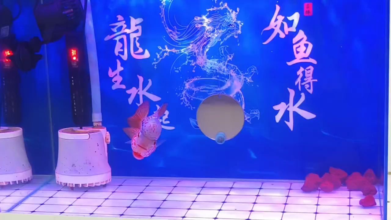 打卡:養(yǎng)了半年的羅漢 打卡:養(yǎng)了半年的羅漢 龍魚論壇