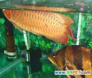 龍魚箭蟲最怕三個藥vs祥龍魚場：祥龍魚場口碑評價如何龍魚養殖常見病害預防箭蟲危害程度