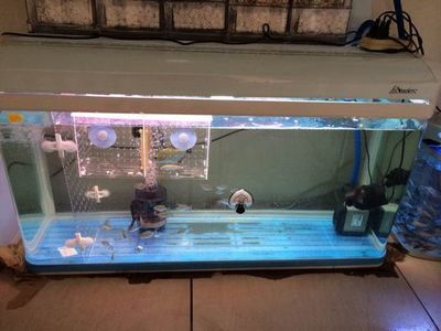 虎魚黑缸養可以嗎：黑缸養虎魚會影響虎魚的狀態，虎魚黑缸可以養出明虎
