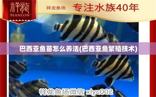 清明祭魚，一場生死交錯的自然寓言，清明祭魚，生死交錯的自然寓言