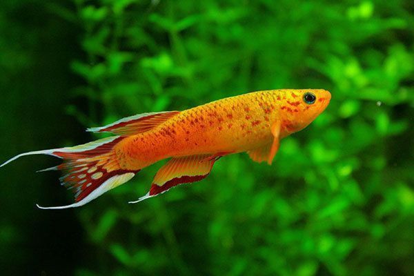 龍魚入門知識大全vs祥龍魚場:龍魚入門知識大全與祥龍魚場 vs祥龍魚場 第4張 龍魚入門知識大全vs祥龍魚場:龍魚入門知識大全與祥龍魚場 龍魚入門知識大全vs祥龍魚場:龍魚入門知識大全與祥龍魚場 vs祥龍魚場 第4張