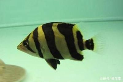 虎魚身上紋路淡淡的正常嗎：虎魚身上的紋路變淡可能是由于疾病所致，其中一種可能是患上白血病