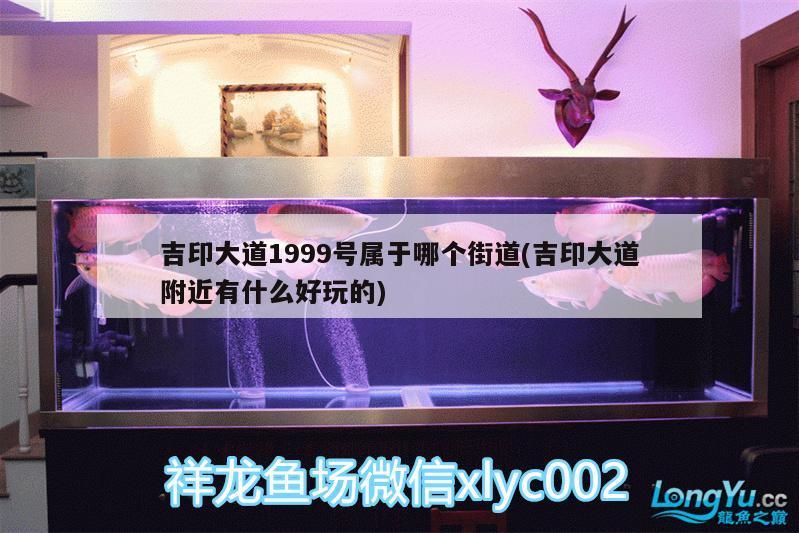 龍魚干蝦有營養嗎 吉印大道1999號屬于哪個街道(吉印大道附近有什么好玩的) 吉印水族 吉印大道1999號屬于哪個街道(吉印大道附近有什么好玩的) 吉印大道1999號屬于哪個街道(吉印大道附近有什么好玩的) 吉印水族