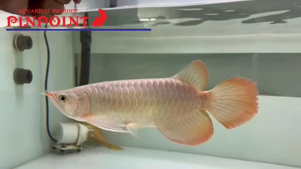 又寬又翹又大，是你要的紅龍嗎