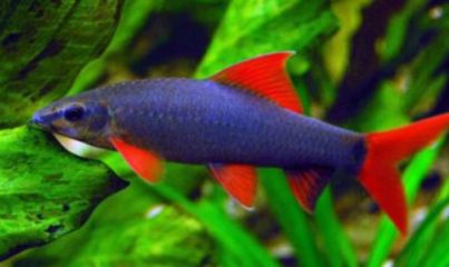 清理魚缸糞便的工具魚，水族箱的天然清潔工，魚缸清潔工，高效清理糞便的工具魚推薦